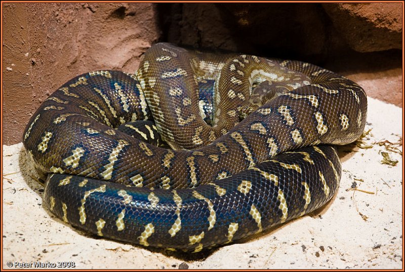 WV8X8298.jpg - Autralian snakes, Sydney, Australia.